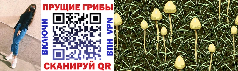 Галлюциногенные грибы Magic Shrooms  мориарти Telegram  Болохово 